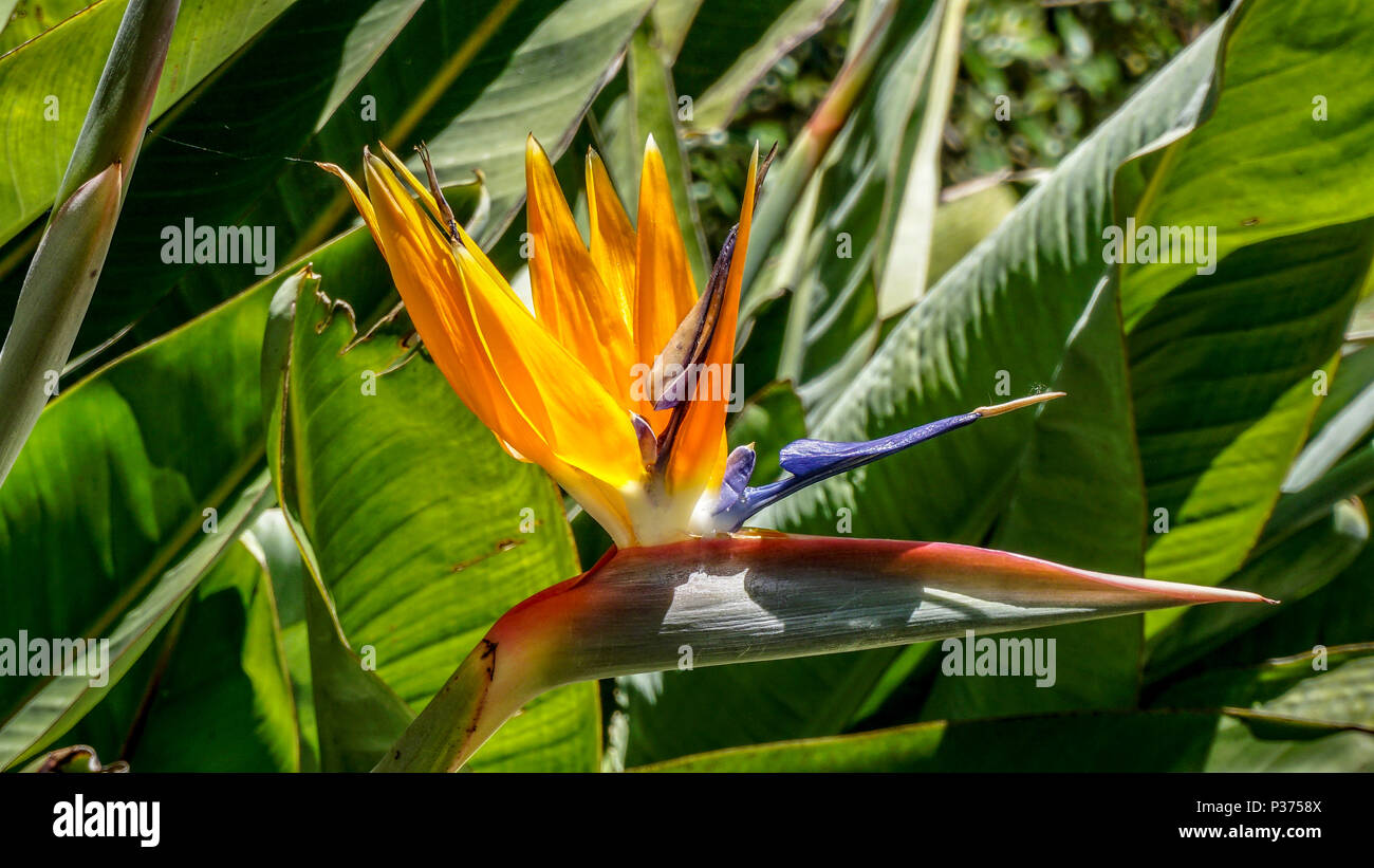 Strelitzia reginae flowercloseup 1. Stockfoto