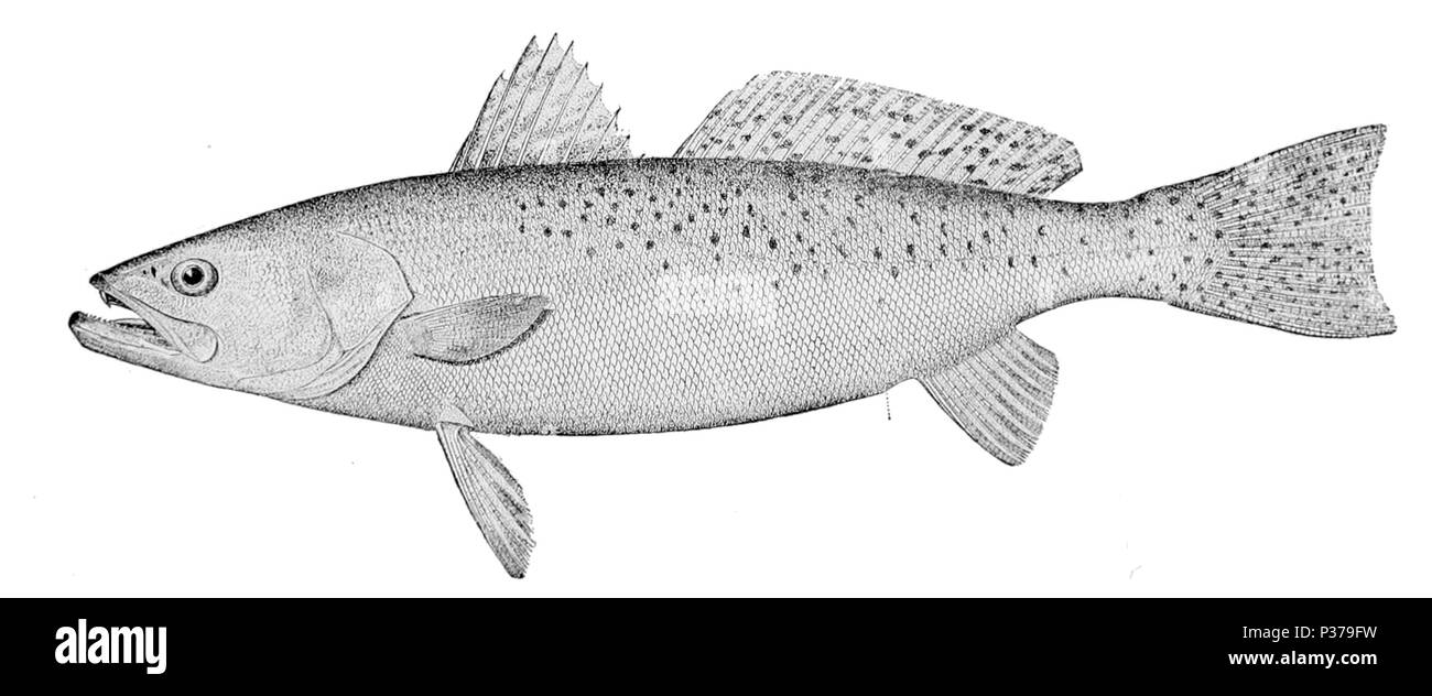 . Cynoscion nebulosus. 1910. United States Fish Kommission 2 Cynoscion nebulosus Stockfoto