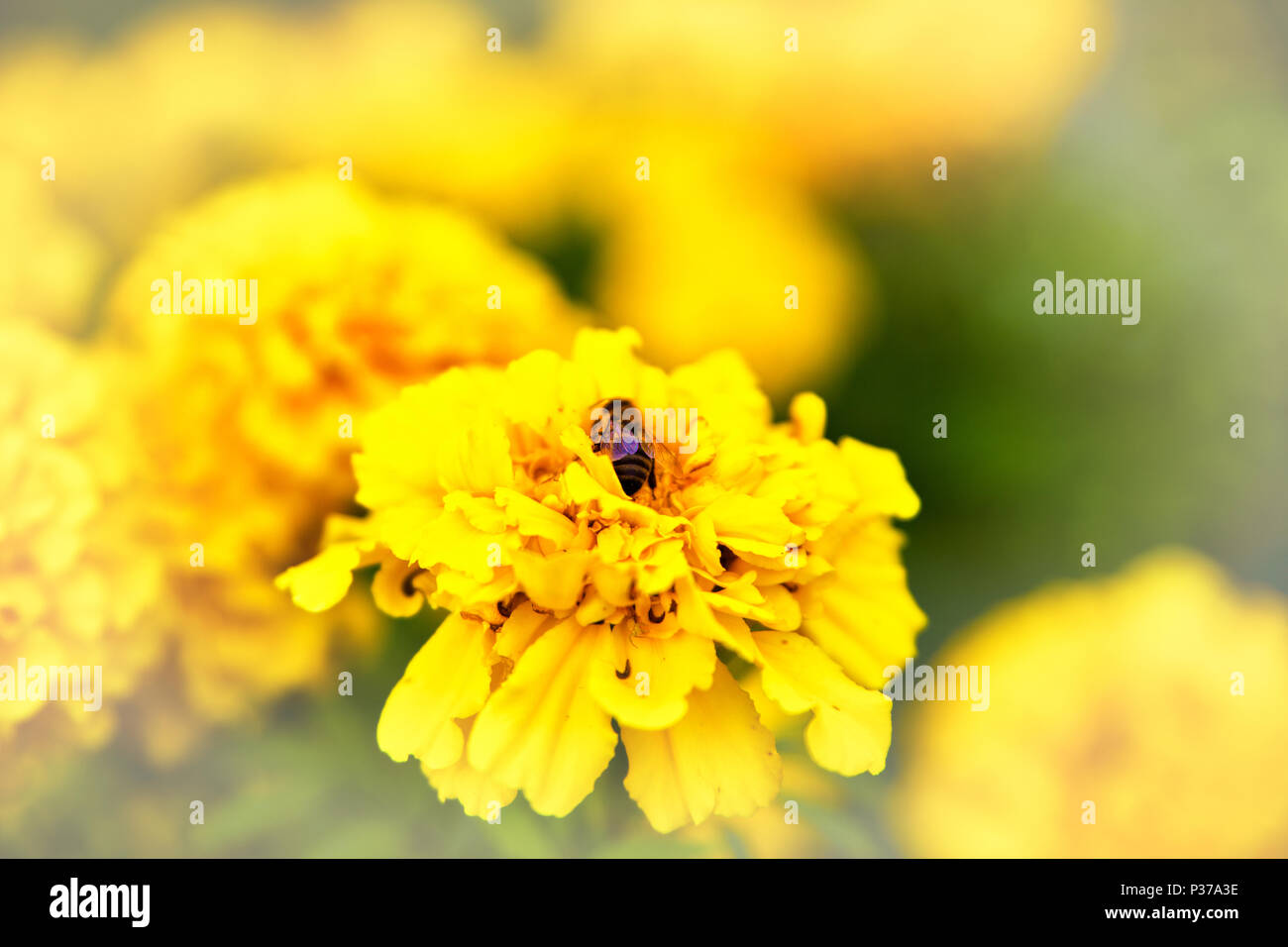 Biene auf Ringelblume Blumen blühen im Garten. Tagetes erecta, Mexikanische, Azteken oder African Marigold Stockfoto