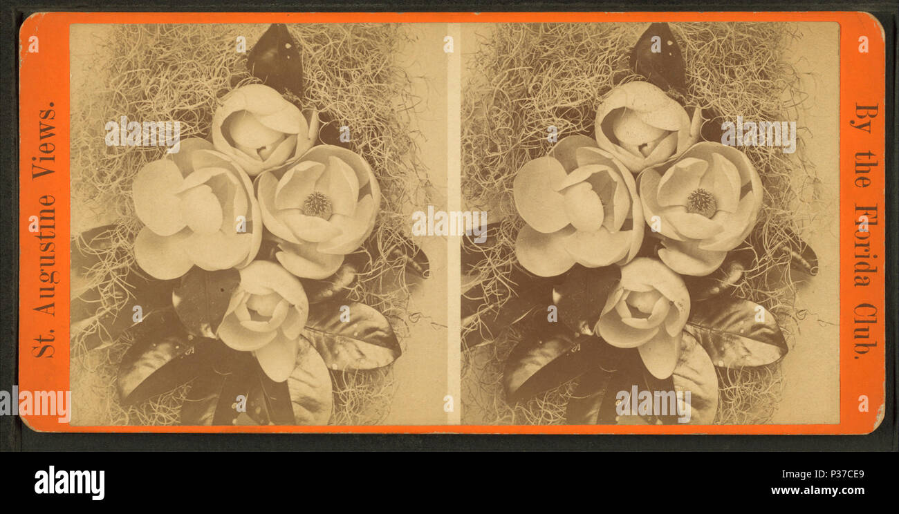 . Florida Magnolien auf honl. A. in Gilbert's Place. Alternative Titel: St. Augustine. Abdeckung: 1868?-1910?. Quelle Impressum: 1868?-1910?. Digitale Element veröffentlicht 7-18 2005; 2-12-2009 aktualisiert. 106 Florida Magnolien auf honl. A. in Gilbert's Place, von Robert N. Dennis Sammlung von stereoskopische Ansichten Stockfoto
