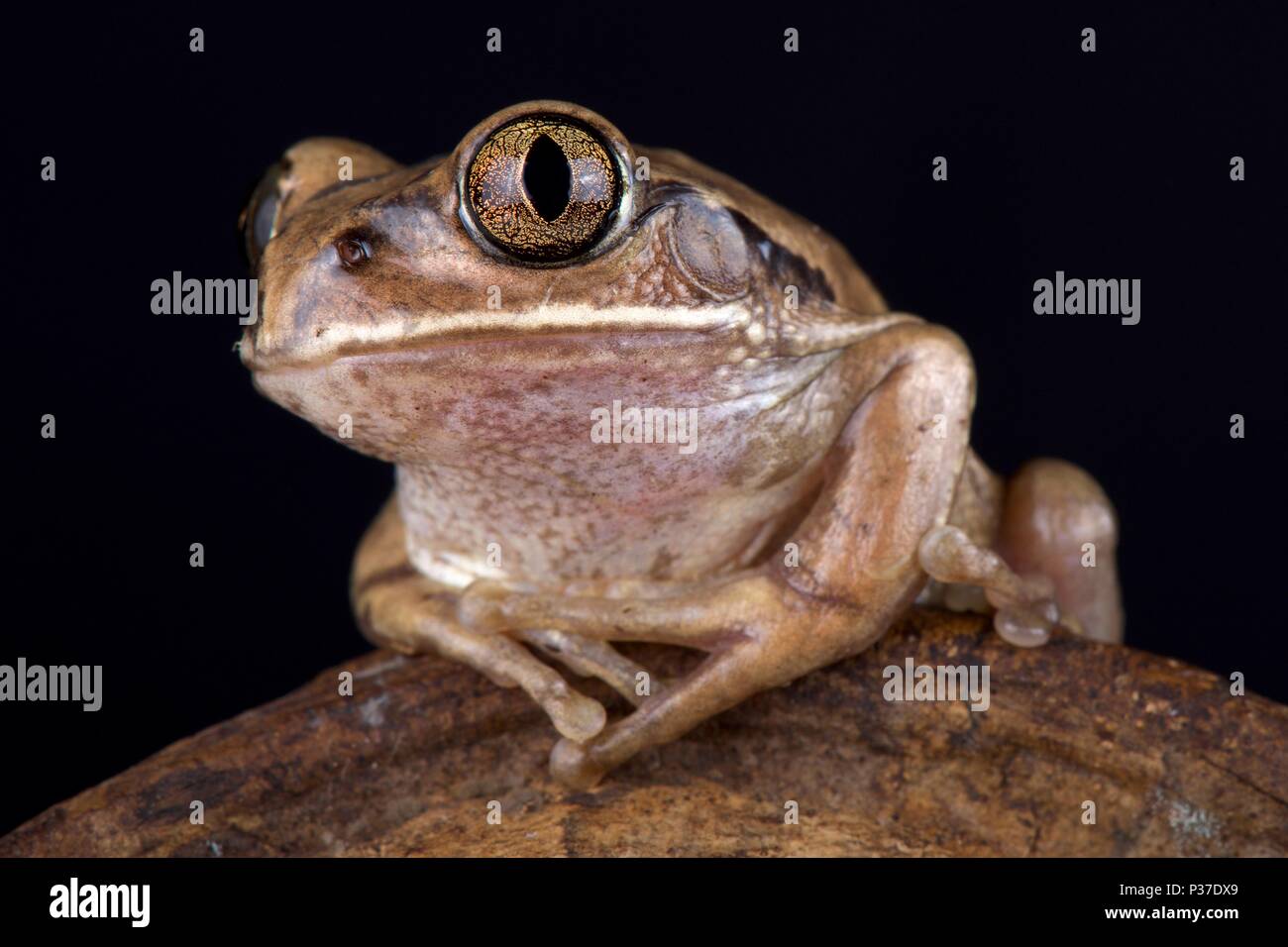 Die Mosambik Laubfrosch (Leptopelis Mossambicus) ist ein großer Baum Froscharten im Südlichen Afrika gefunden. Stockfoto