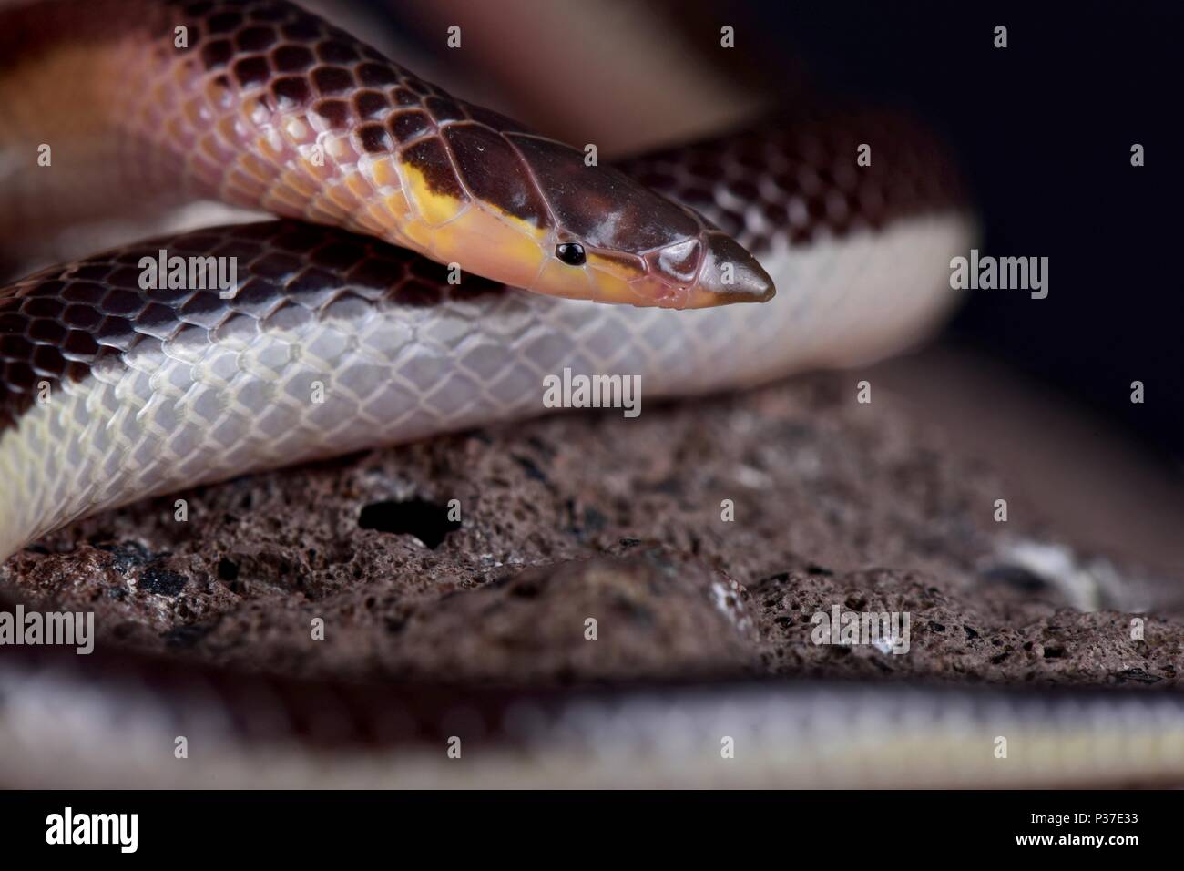 Der Gestreifte Lagerträger-snouted Schlange (Xenocalamus bicolor lineatus) ist eine giftige Schlange, fossorial fanged Spezies im Südlichen Afrika gefunden. Stockfoto