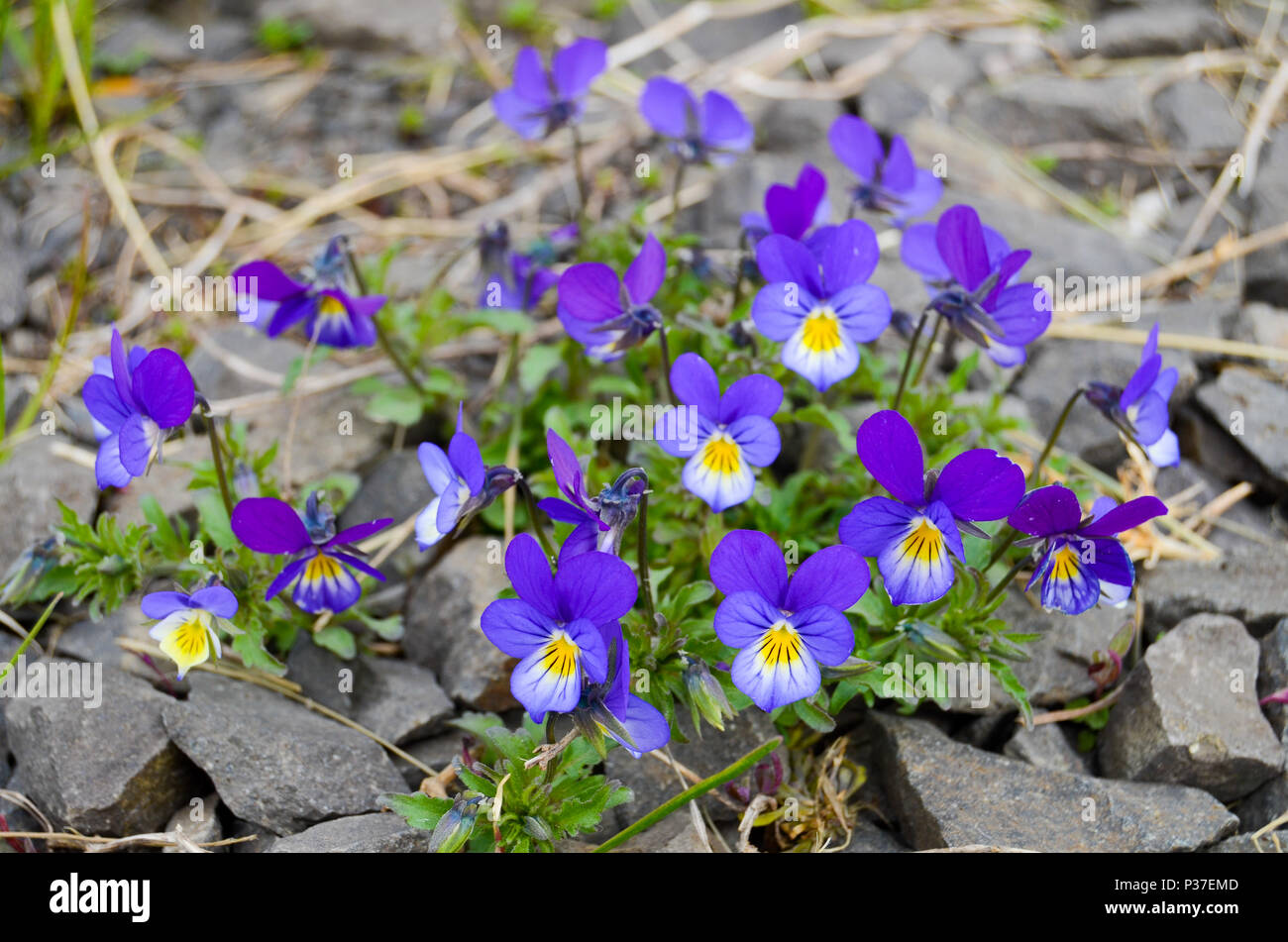 Viola tricolor, Akureyri, Island Stockfoto