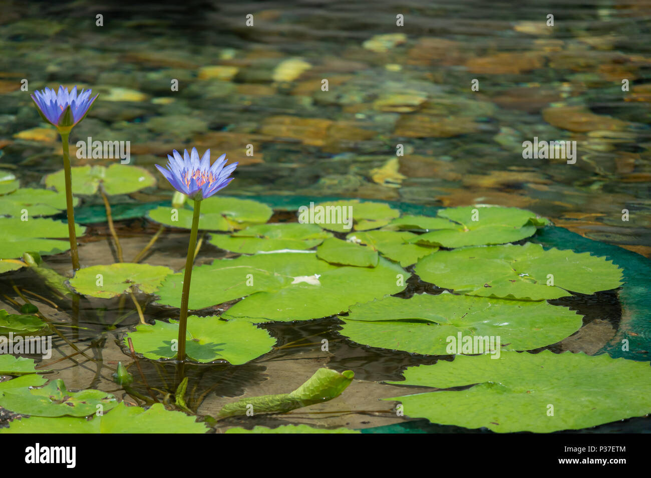 Lotus pond garden Fotos und Bildmaterial in hoher Auflösung Alamy