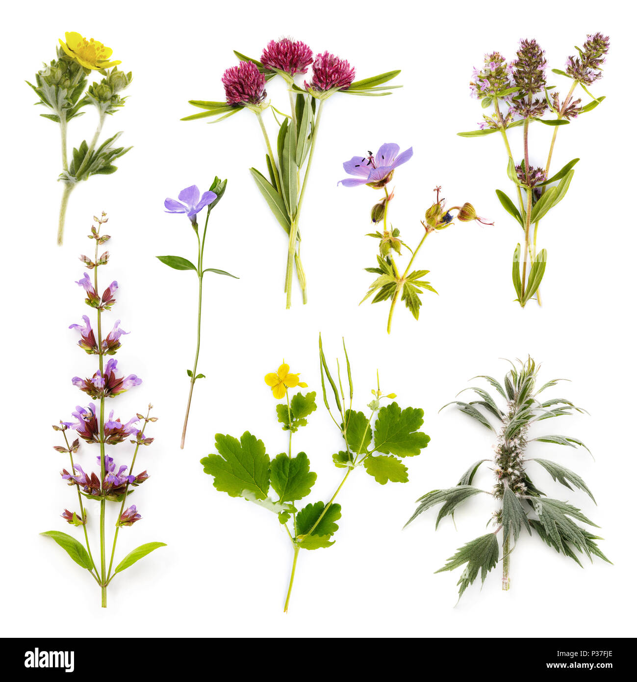 Eingestellt von Kräutern auf weißem Hintergrund. Pflanzen sind in der Tiermedizin verwendet, mit deren Hilfe verschiedene Krankheiten sowohl bei Mensch und Tier behandeln Stockfoto