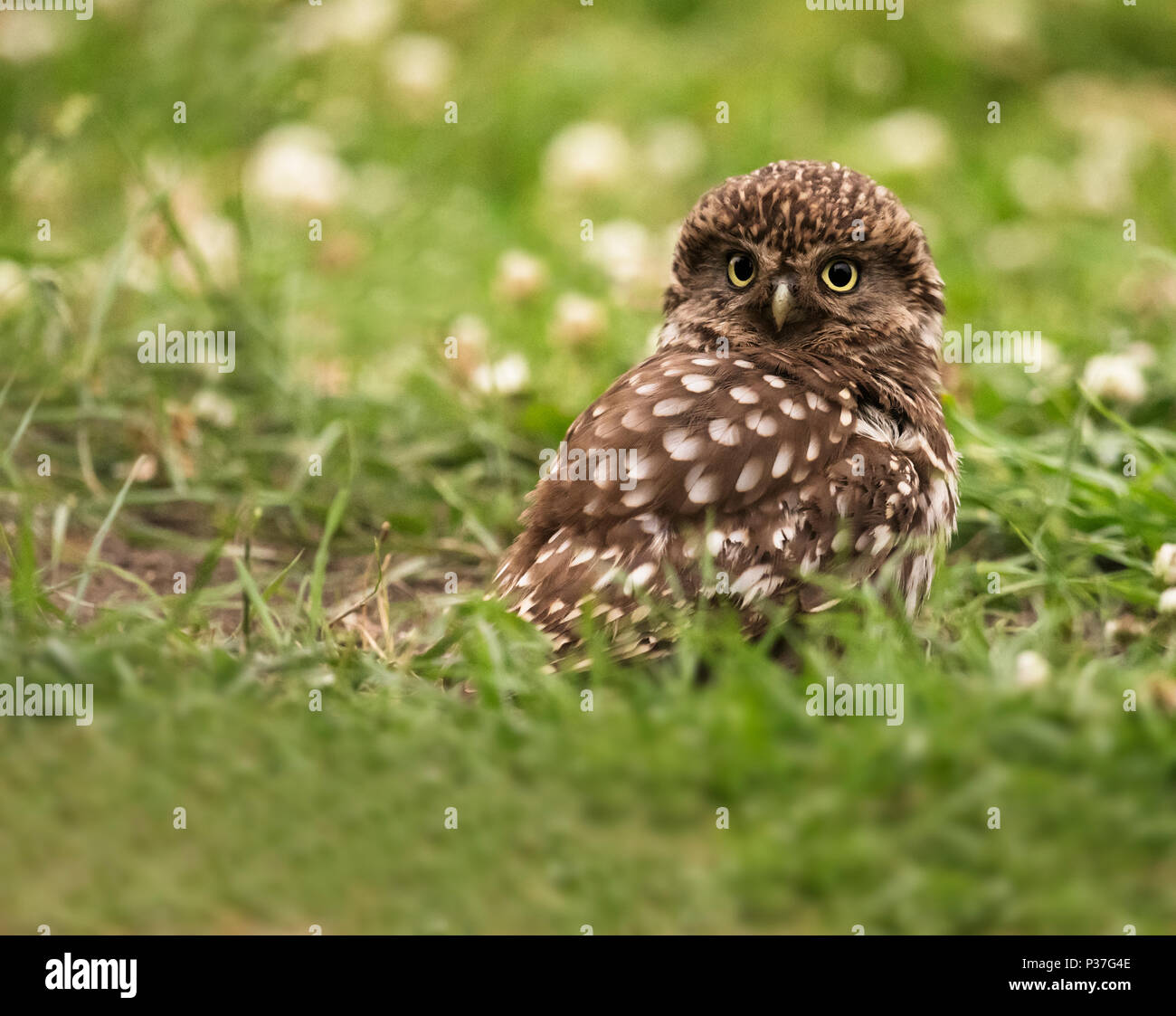 Wild nach Steinkauz (Athene noctua) unter einem Staub Badewanne, Berkshire Stockfoto