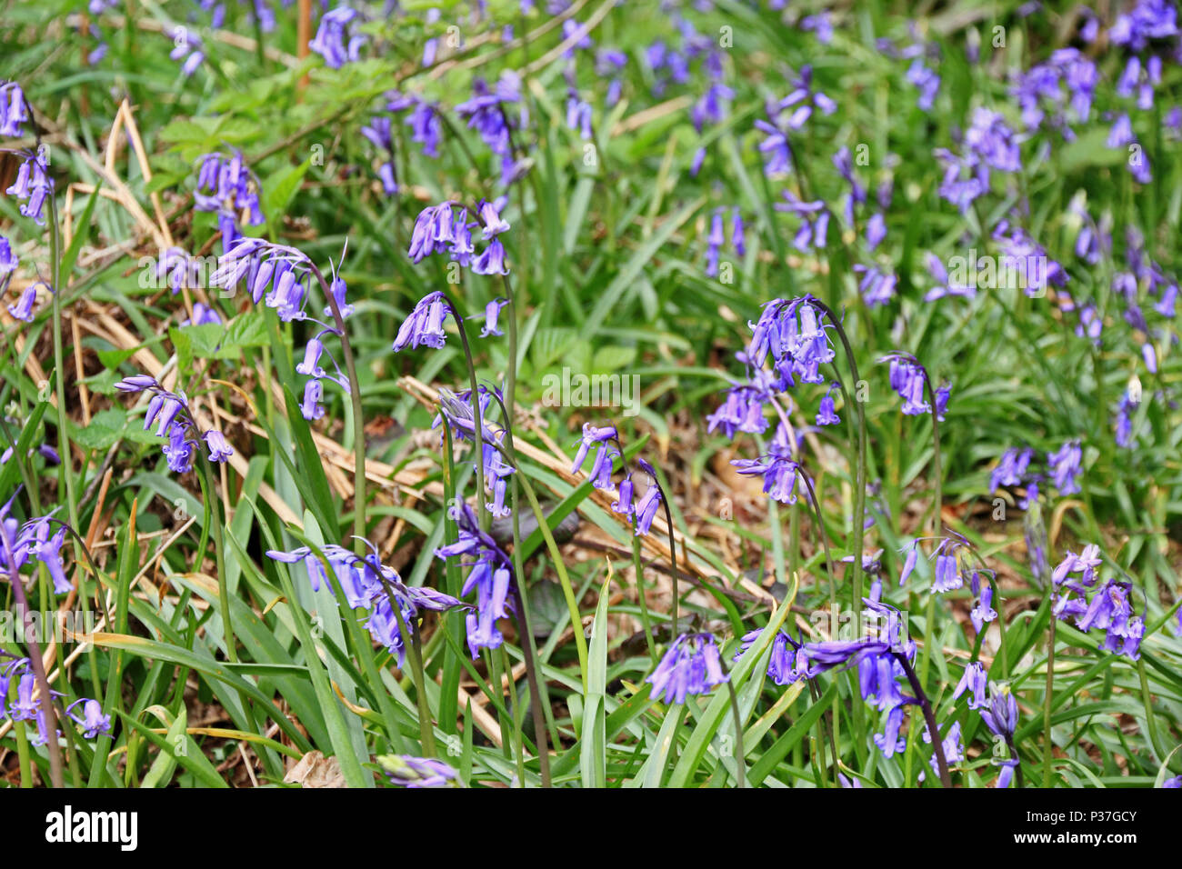 Native britischen Bluebells, Hyacinthoides non-scripta, blühen auf Waldboden Stockfoto
