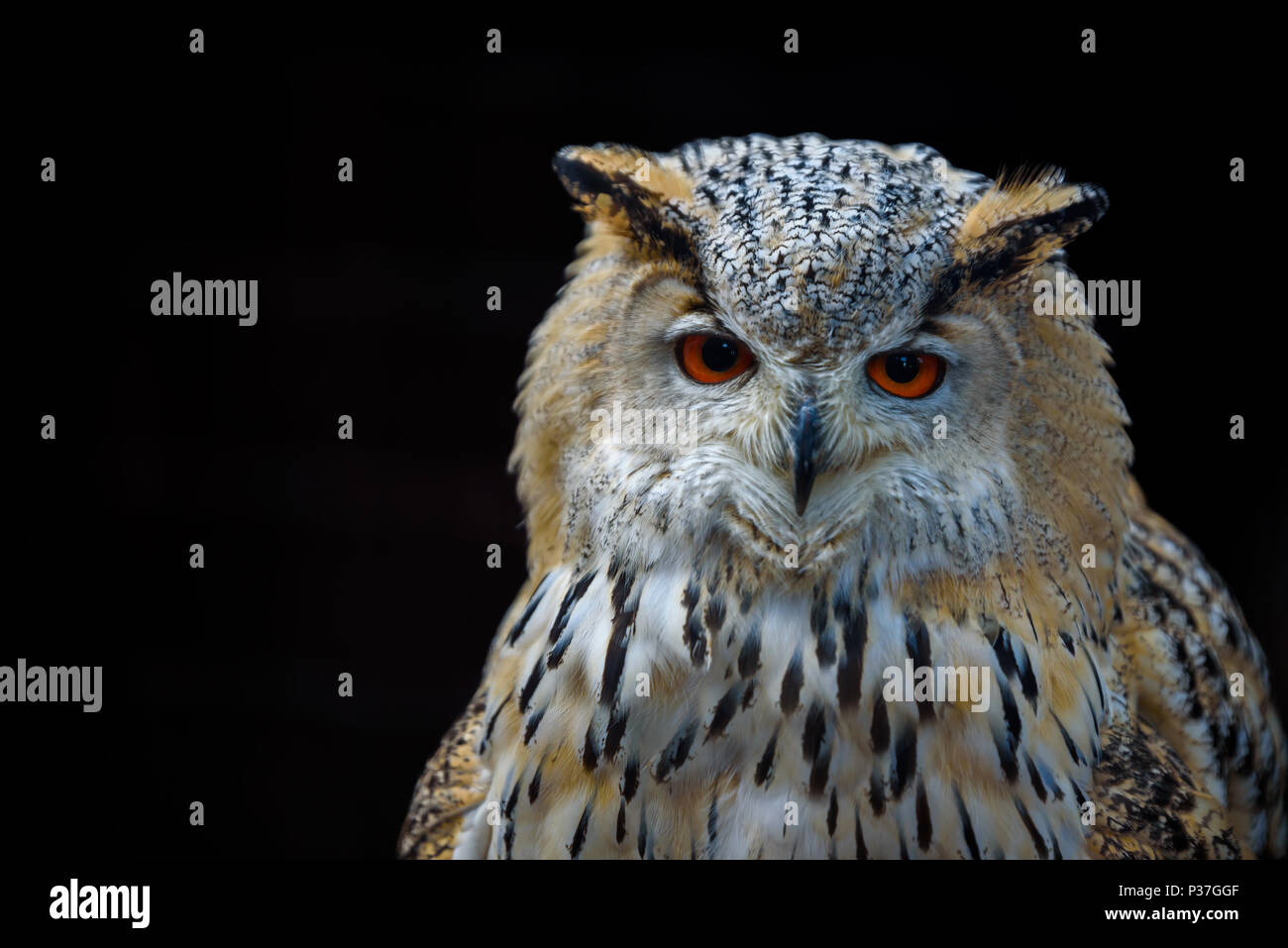 Uhu (Bubo bubo) sitzen auf dem Baumstumpf, Nahaufnahme, Wildlife photo Stockfoto