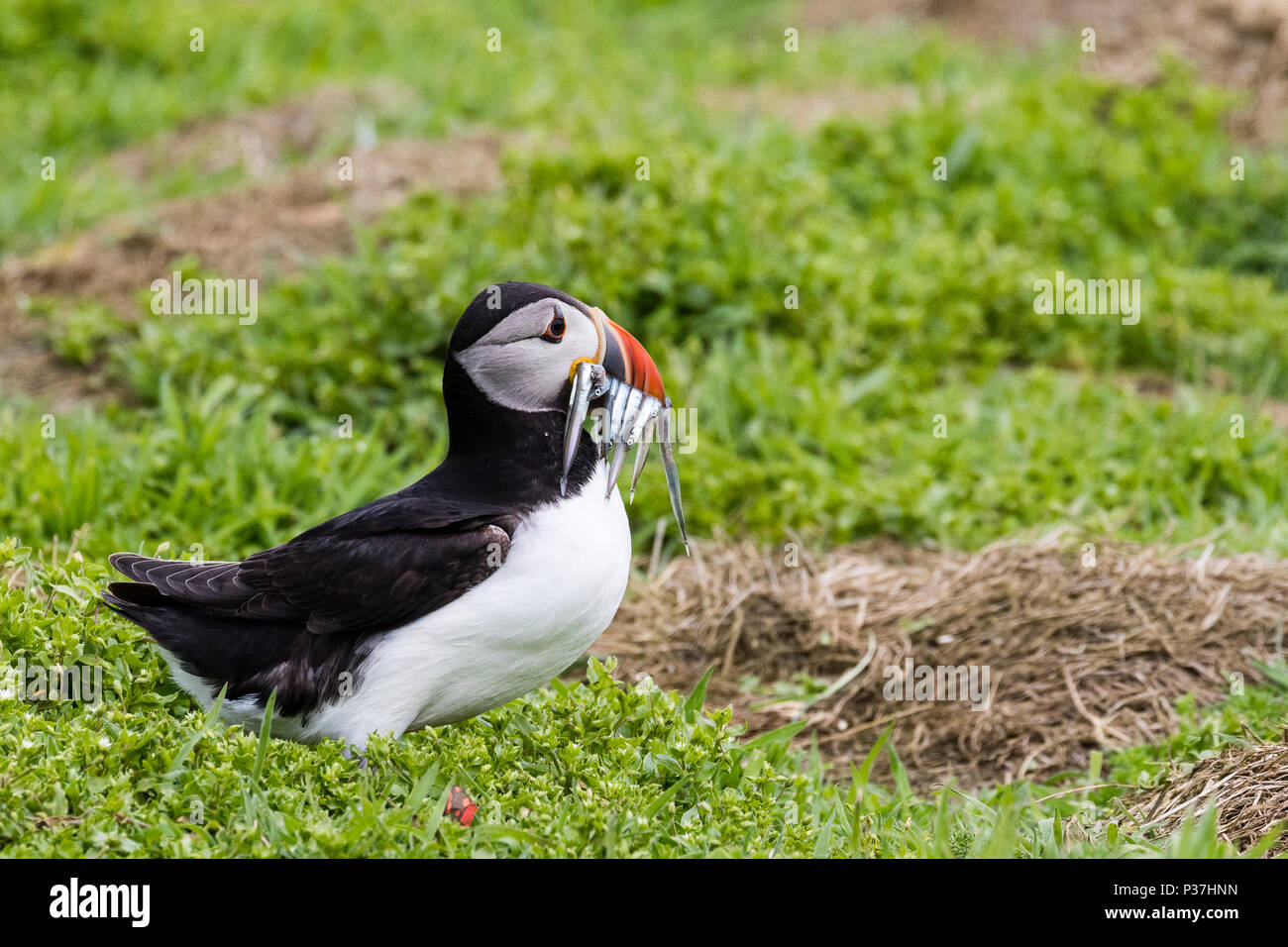 Gemeinsame Papageitaucher mit Sandaalen auf der Insel Skomer Stockfoto