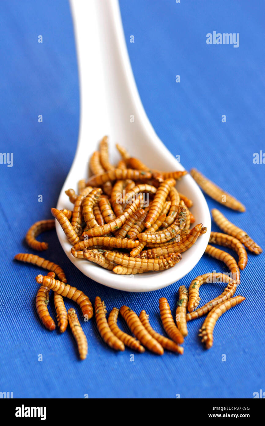 Würmer bereit zu essen. Tenebrio Molitor. Stockfoto