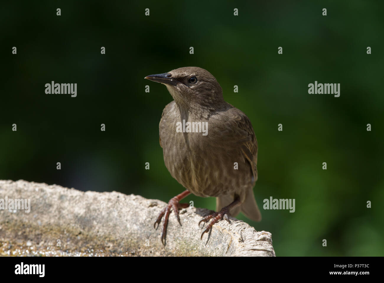 Junge Star Sturnus vulgaris einzigen Vogel auf vogelbad. Großbritannien Stockfoto