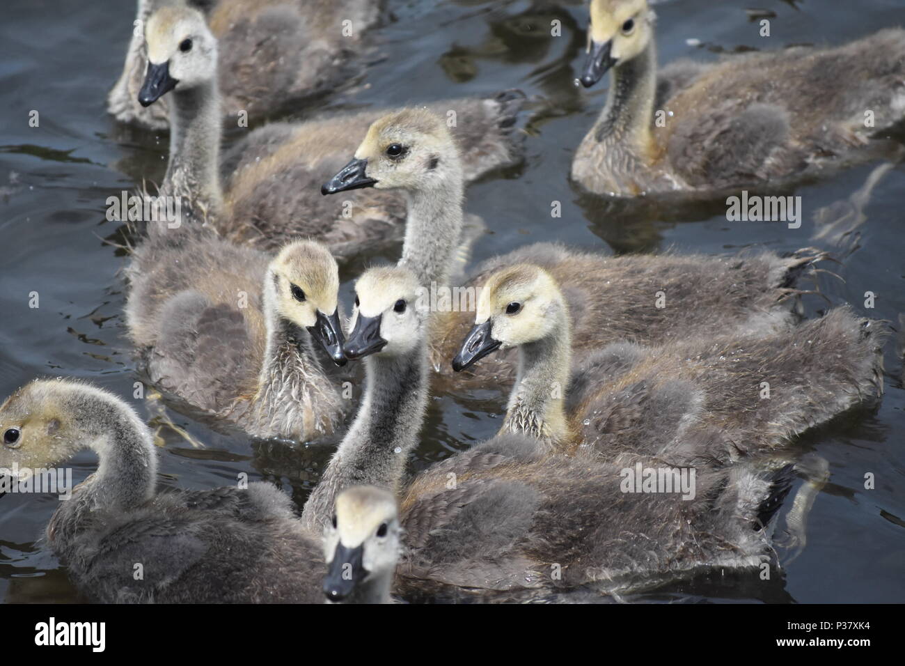 Eine nette Familie mit Baby kanadische Gänse [Gänschen] auf der Suche nach Essen auf dem Fluss Seite Stockfoto