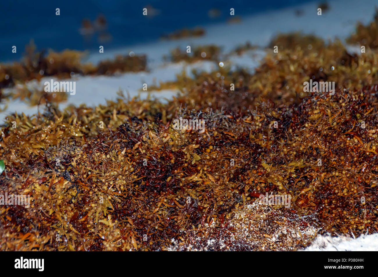 Braune Algen an einem Sandstrand in der Szene geworfen Stockfoto
