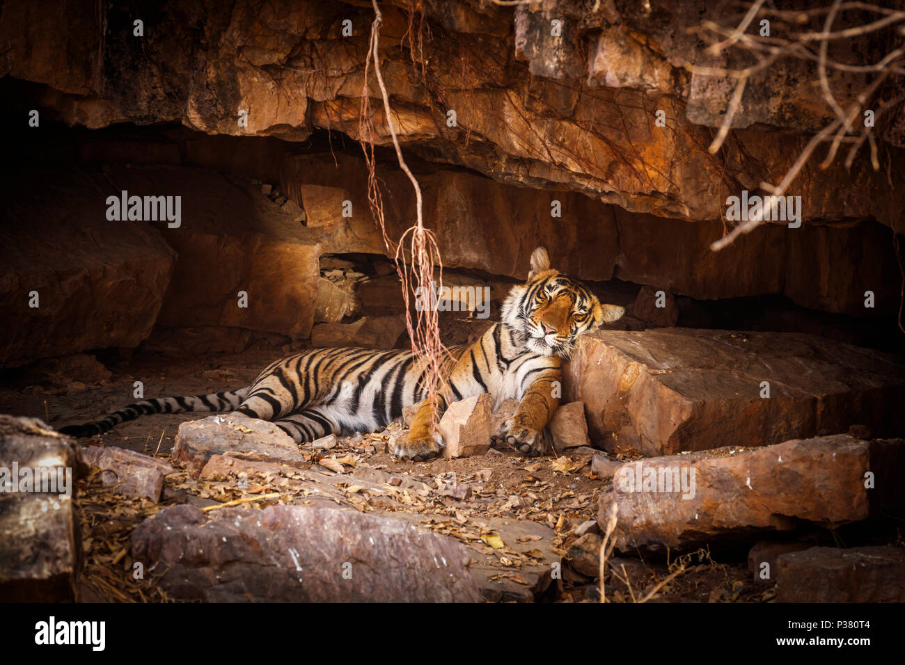 Männlich Bengal Tiger (Panthera tigris), Ranthambore Nationalpark, Rajasthan, Nordindien, schlafend auf einem Felsen in einer Höhle Stockfoto