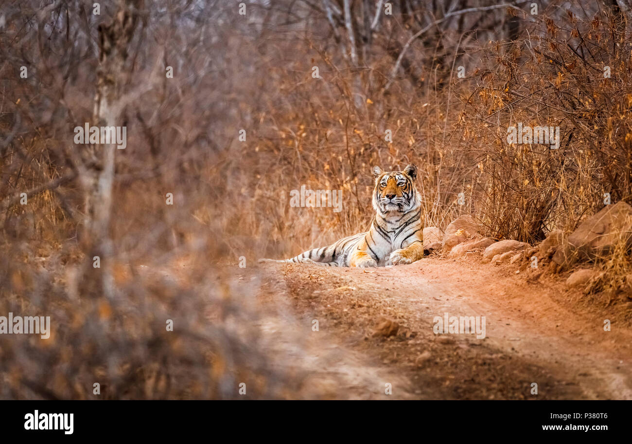 Weibliche Bengal Tiger (Panthera tigris) Festlegung auf trockener Strecke in den trockenen Wäldern, Ranthambore Nationalpark, Rajasthan, Nordindien Stockfoto