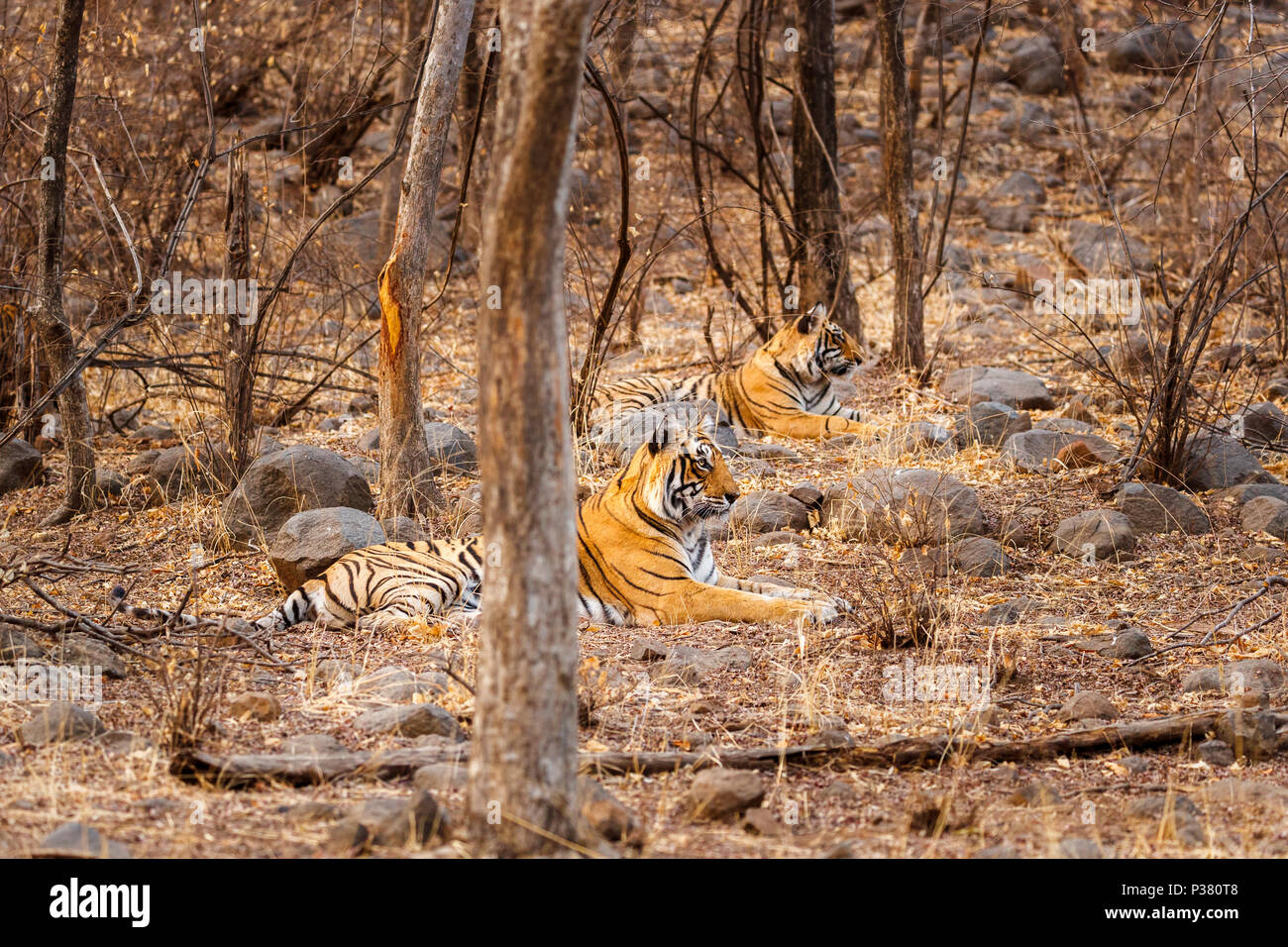 Zwei prächtige Bengal Tiger (Panthera tigris), Mutter und Jungtier, in trockenen Wäldern ruht, Ranthambore Nationalpark, Rajasthan, Nordindien Stockfoto