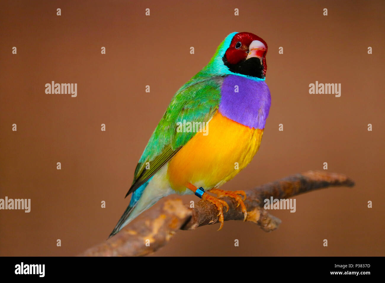 Männliche gouldian Finch (chloebia gouldiae) im Profil ansehen hocken auf einem Zweig vor einer goldenen braunen Hintergrund Stockfoto
