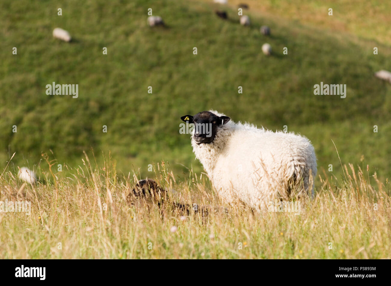 Gager, Deutschland, Schafe weiden auf den Wiesen des Biosphärenreservats Suedost-Ruegen Stockfoto