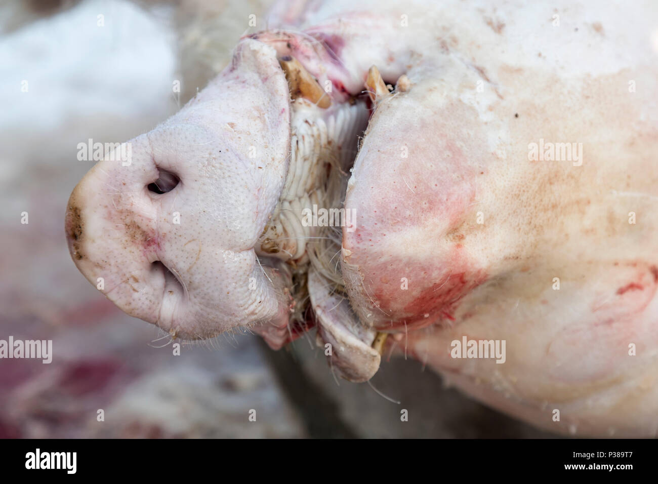 Schwein Rüssel während home Schwein schlachten, traditionelle Schwein schlachten mit heißem Wasser. Stockfoto