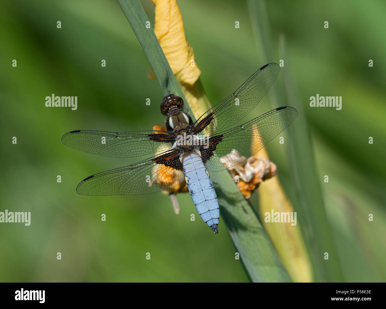Plattbauch Libellula depressa,, männlich, auf Gelbe Flagge Iris, Iris pseudacorus, Lancashire, Großbritannien Stockfoto