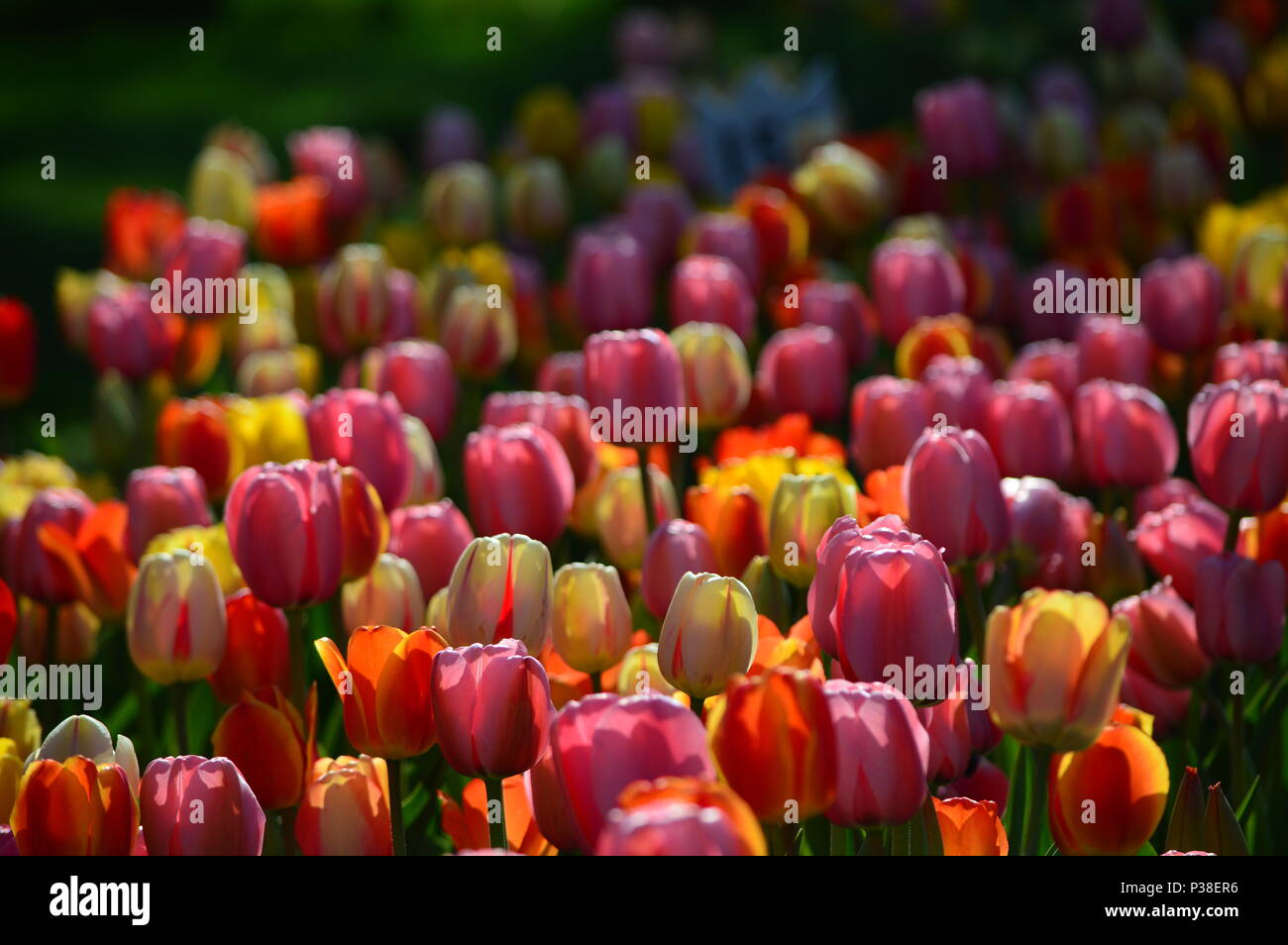 Darwin Hybride Mix Tulpen An Veldheer Tulip Garden In Holland