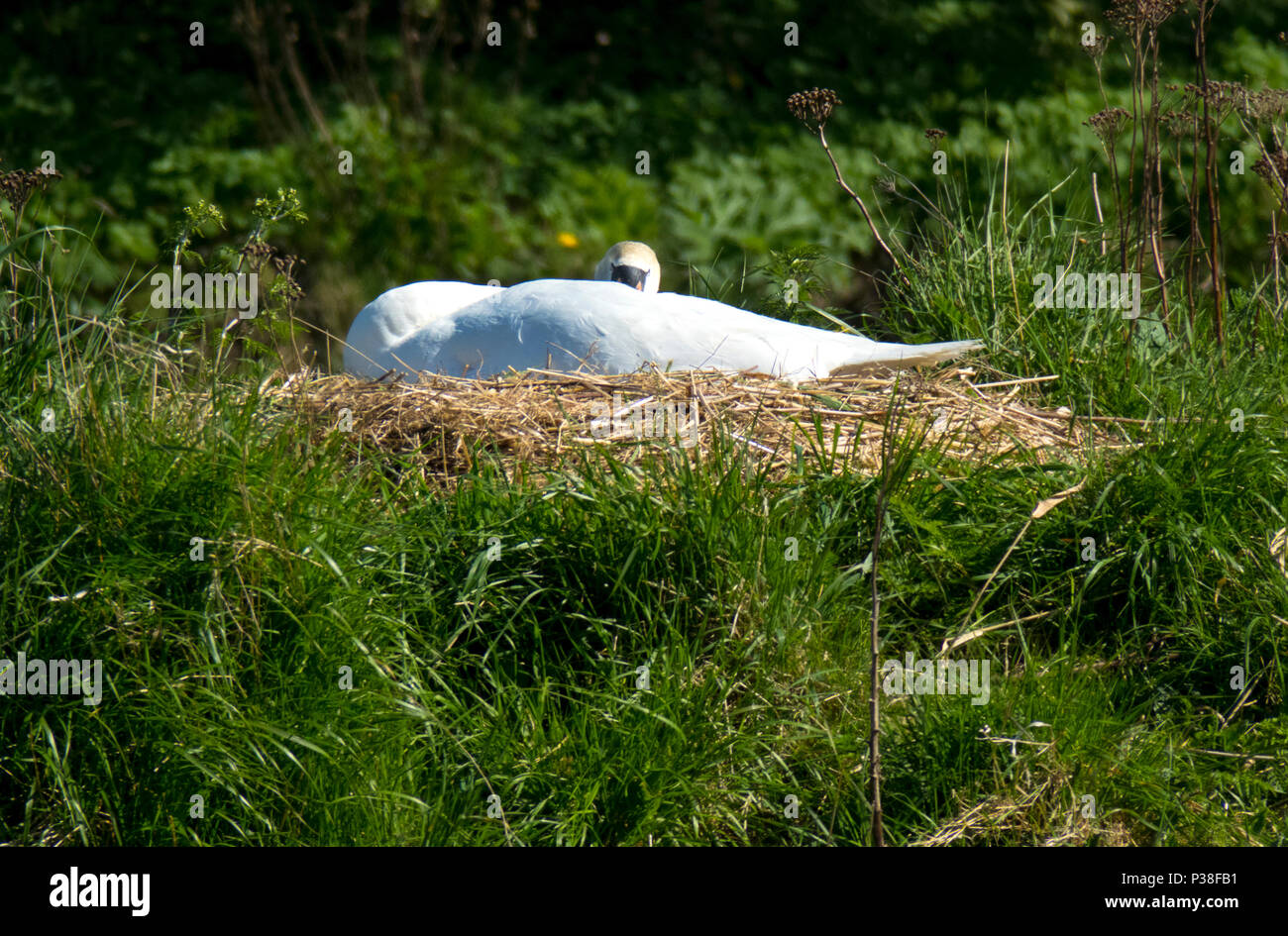 Höckerschwan auf dem nest Stockfoto