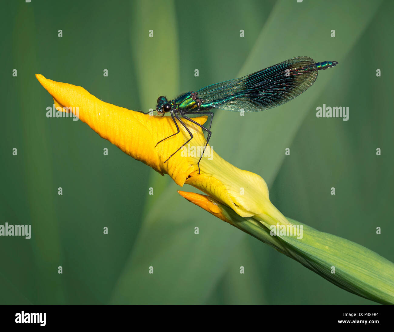 Männliche gebändert Demoiselle, Calopteryx splendens, auf gelbe Iris bud thront, Iris pseudacorus in Lancashire, Großbritannien Stockfoto