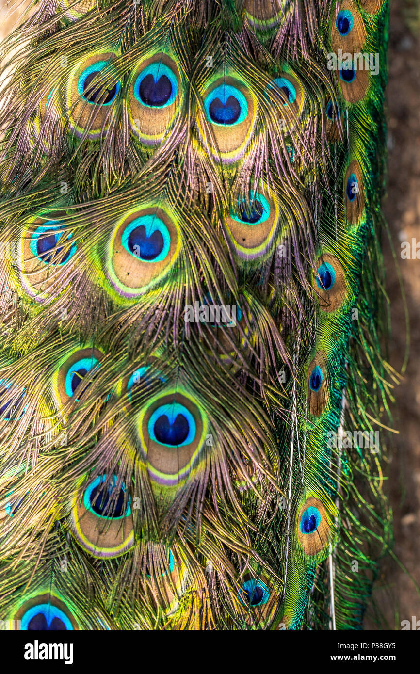 Bunte Muster von Tausenden schöne Vögel. Exotische Vögel. Bild vertikal. Bunte federn Muster. Peacock tail Details. Stockfoto