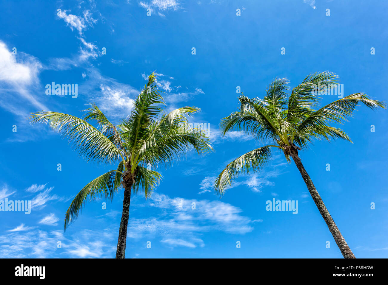Zwei Palmen dargestellt gegen einen strahlend blauen Himmel bei Kota Kinabalu, Borneo, Malaysia Stockfoto