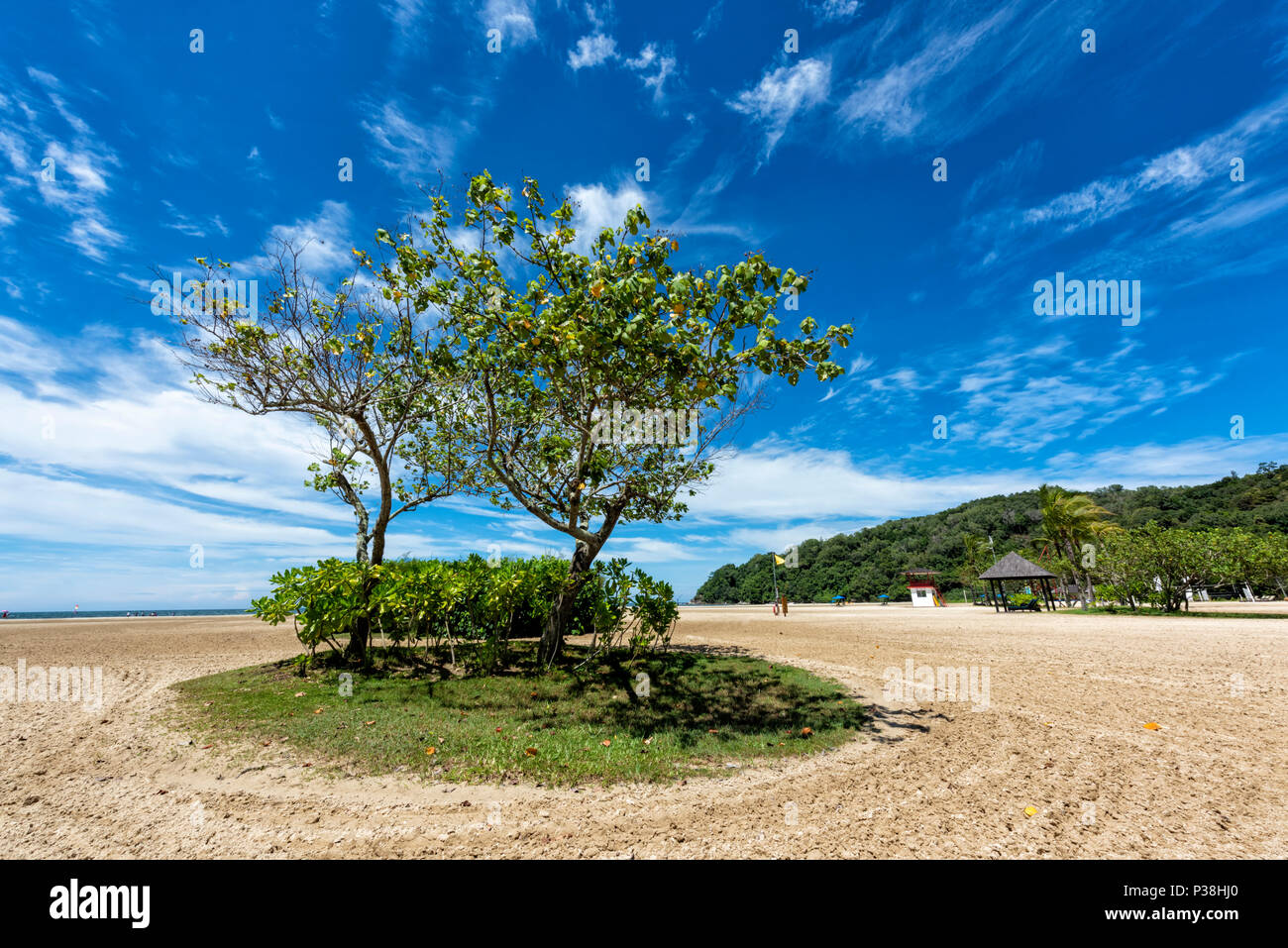 Büschel der Bäume und ein Patch des Grases auf den Strand bei Kota Kinabalu, Borneo, Malaysia Stockfoto