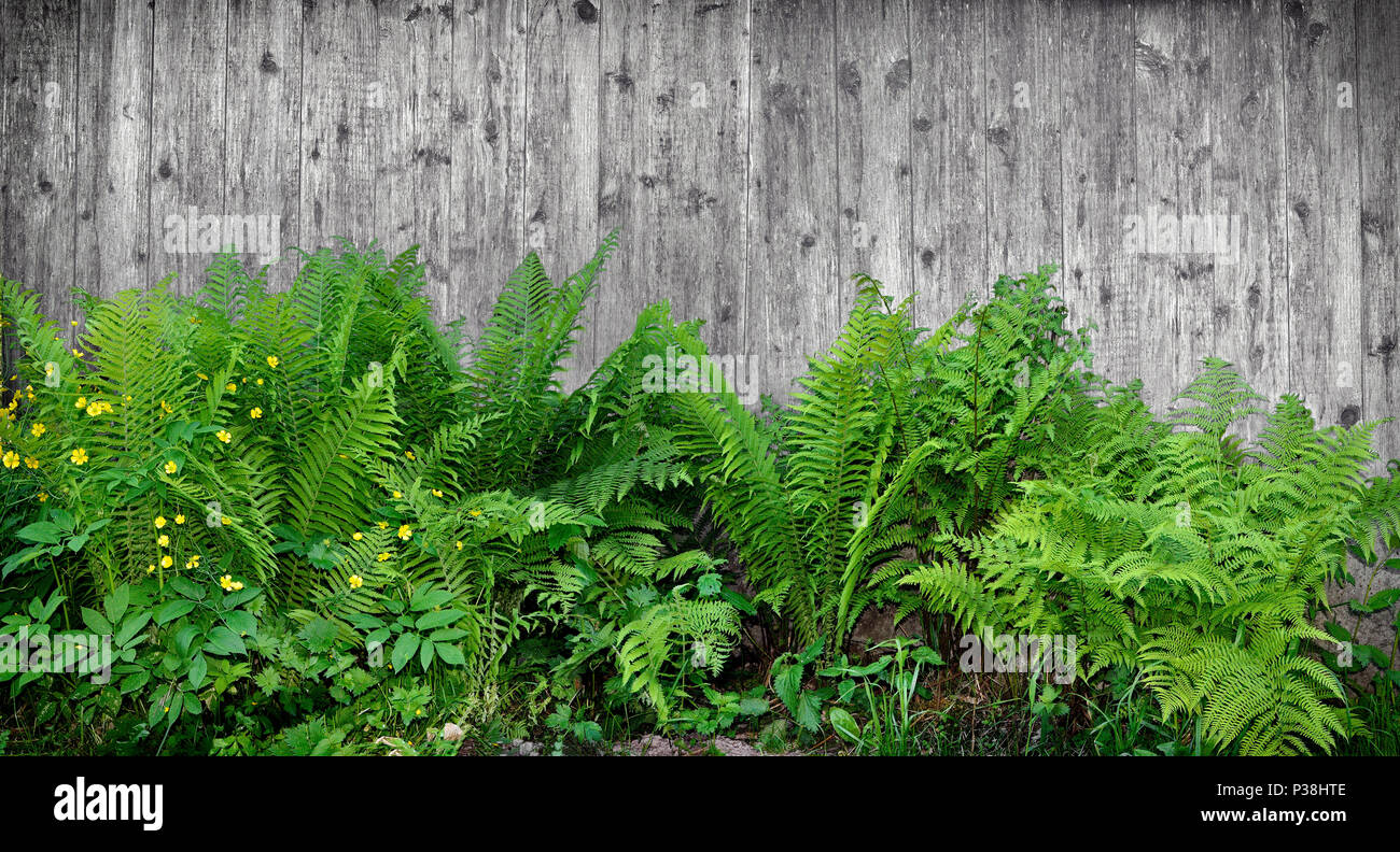 Natürliche rustikale Hintergrund mit frischen jungen grünen Farnblätter und gelbe Blumen von paigle oder Buttercup auf einer hölzernen Mauer oder Zaun Hintergrund Stockfoto