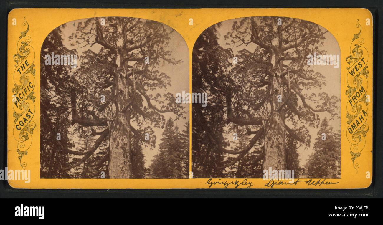 132 Grizzly Giant, oberer Abschnitt, von Robert N. Dennis Sammlung von stereoskopische Ansichten Stockfoto