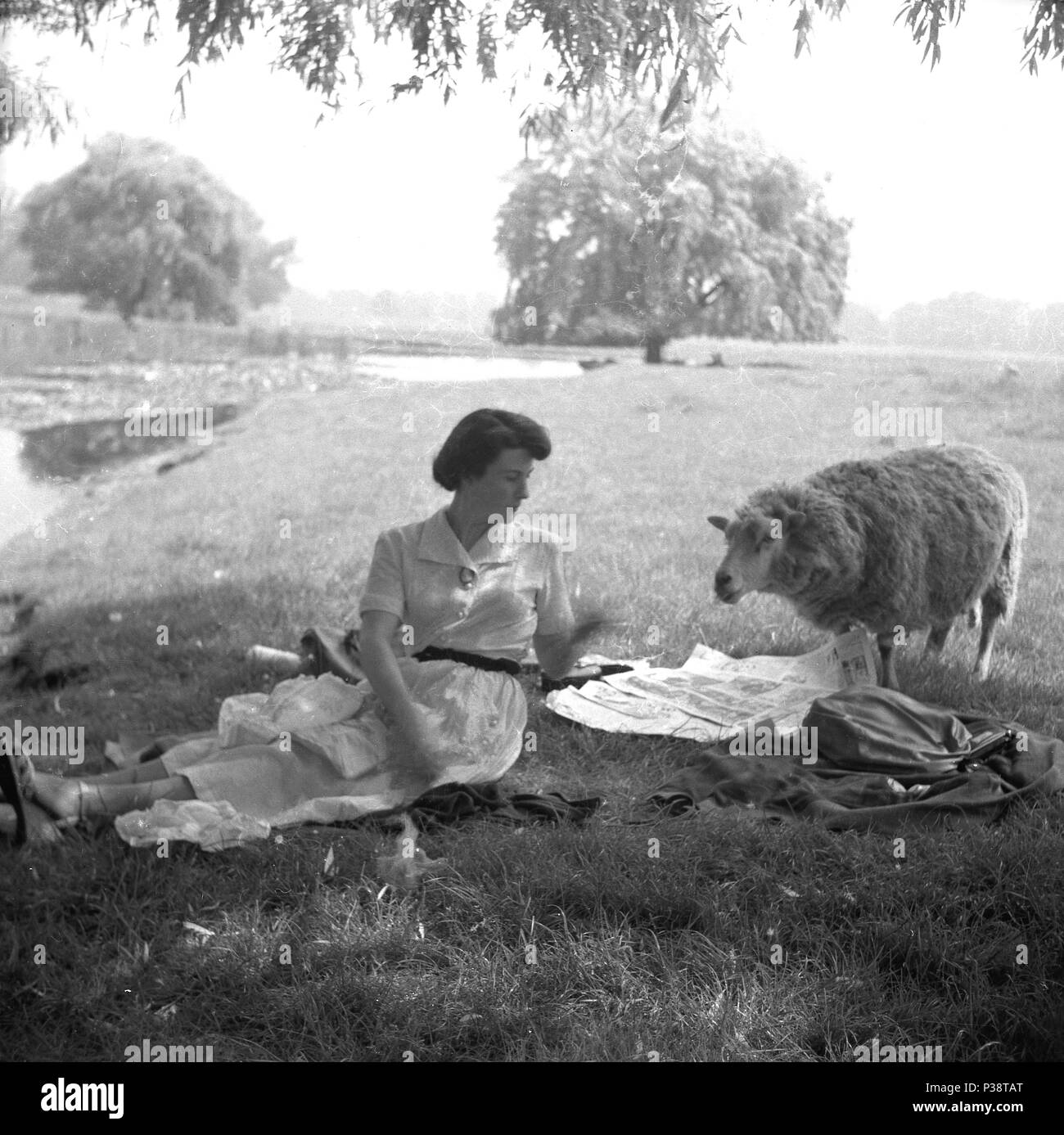 1950er Jahre, historische Bild, eine Dame im Freien auf einem grasbewachsenen Ufer in Parkland hat eine Überraschung Besucher, eine lokale Schafe, England, UK. Stockfoto