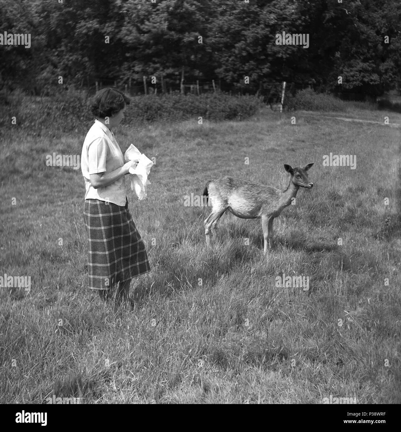 1950er Jahre, historische Bild, Lady mit karierten Rock in der Nähe o eine westliche Rehe (weiblich) außerhalb im grünen Park, England, UK. Schnelle, anmutigen Tiere, die in den Wäldern iive, Gräser sind ein wichtiger Bestandteil der Ernährung, Stockfoto