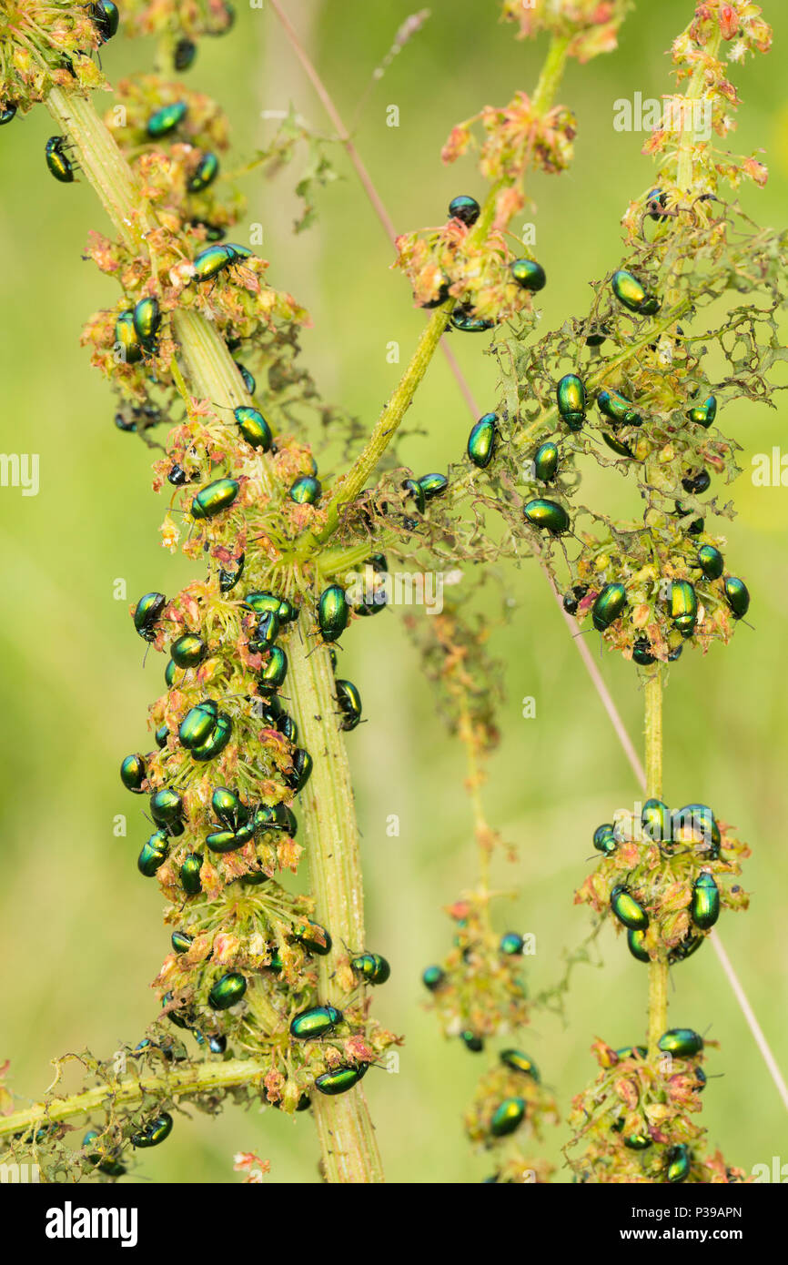 Grüne Käfer, Gastrophysa viridula Dock, der Fütterung auf die Reste des Dock Pflanzen am Ufer des Flusses in der Nähe von Dorset Stour Sturminster Newton. Die le Stockfoto