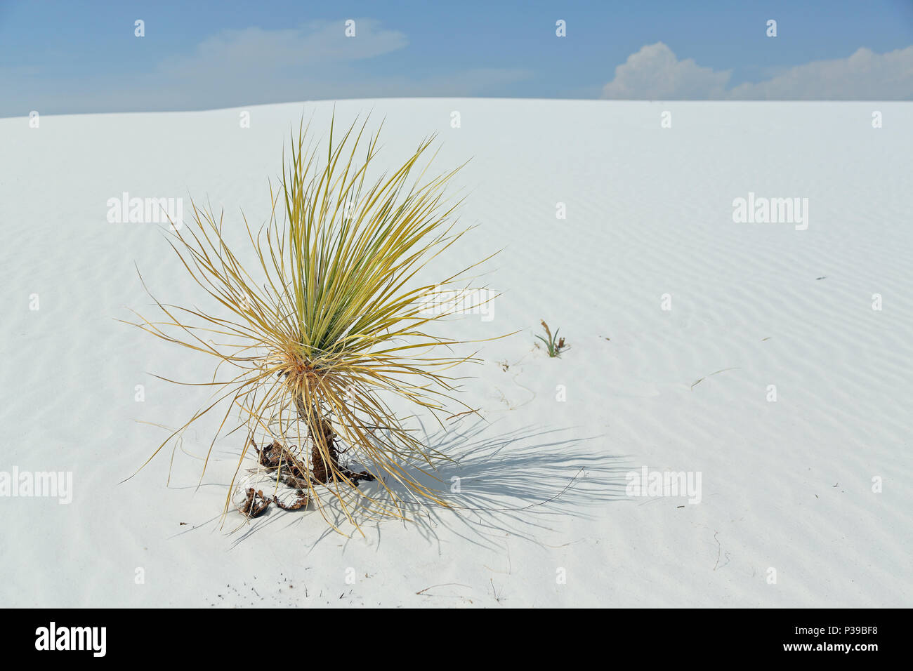 Yucca im sand Fotos und Bildmaterial in hoher Auflösung Alamy