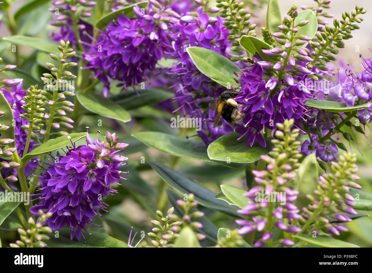 Buff-tailed Hummel (Bombus terrestris) Pollen sammeln von lila Blüten (Hebe) im Sommer im Garten. Stockfoto