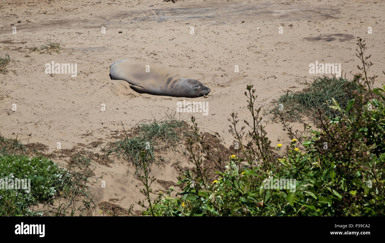 Elephant Seal schlafen Stockfoto