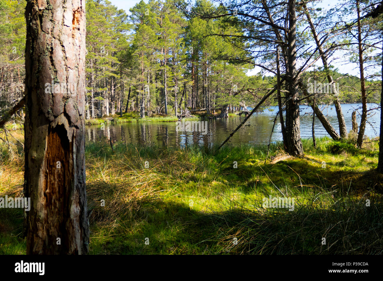 Loch Garten Caledonian Kiefernwald Schottland Stockfoto
