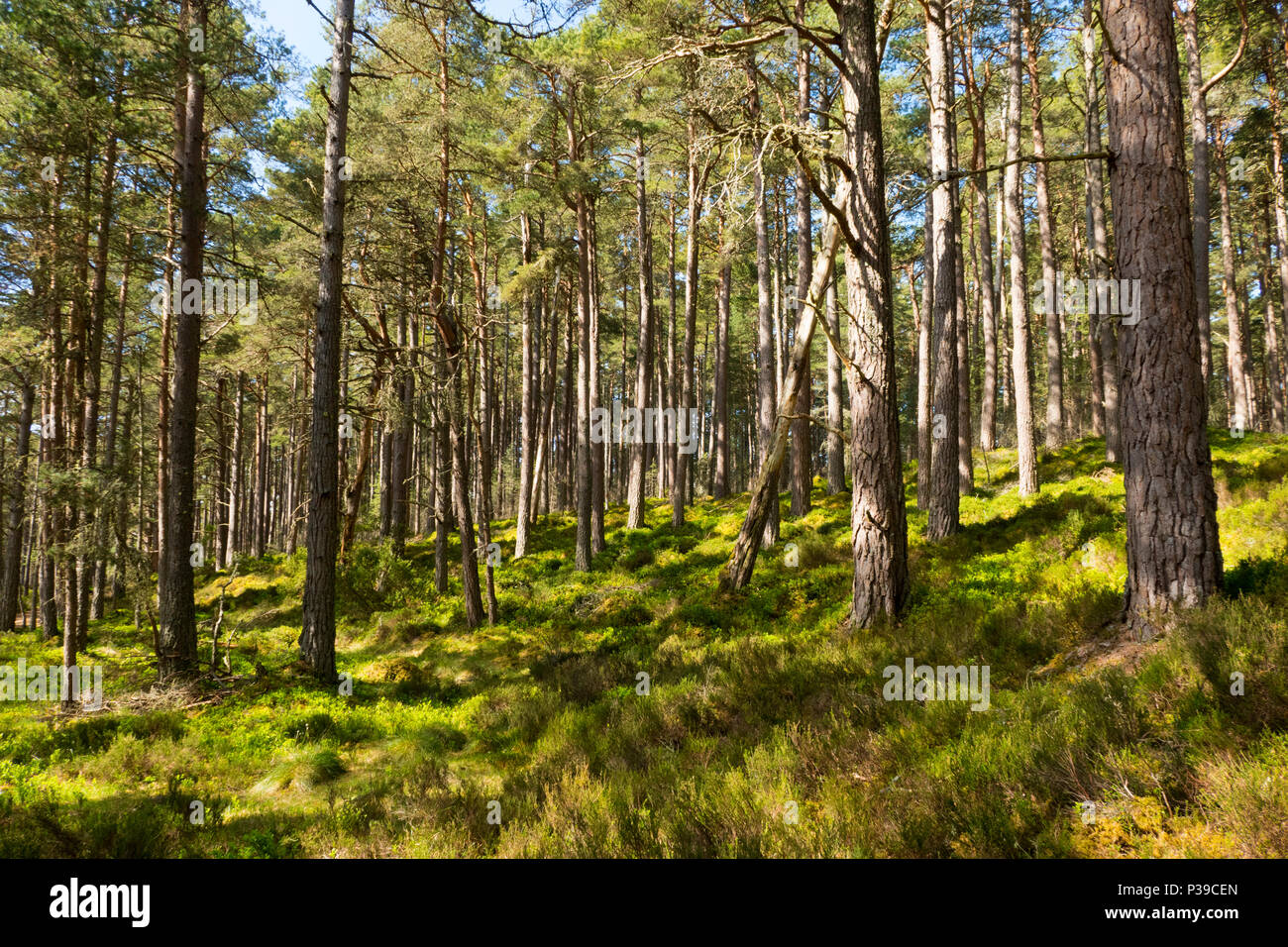Caledonian Wald Loch Garten Schottland Stockfoto