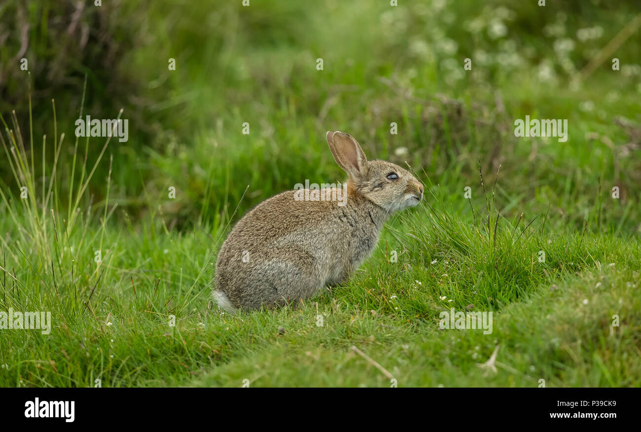 Kaninchen, Einheimische Europäische Wild Kaninchen. Eine junge Kaninchen in natürlichen Lebensraum mit grünem Gras Hintergrund. Nach rechts. Horizontale Stockfoto