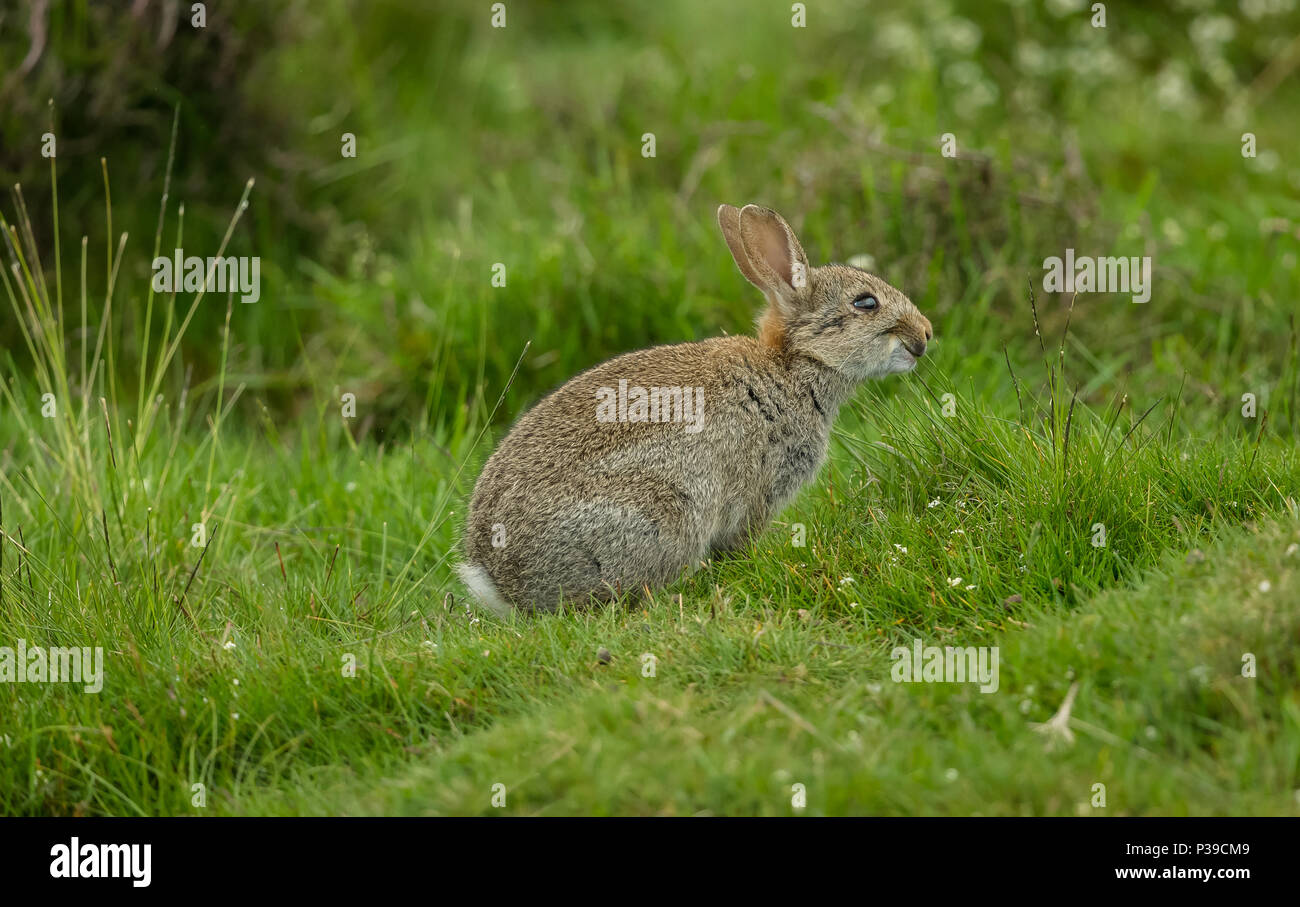 Kaninchen, Einheimische Europäische Wild Kaninchen. Eine junge Kaninchen in natürlichen Lebensraum mit grünem Gras Hintergrund. Nach rechts. Horizontale Stockfoto