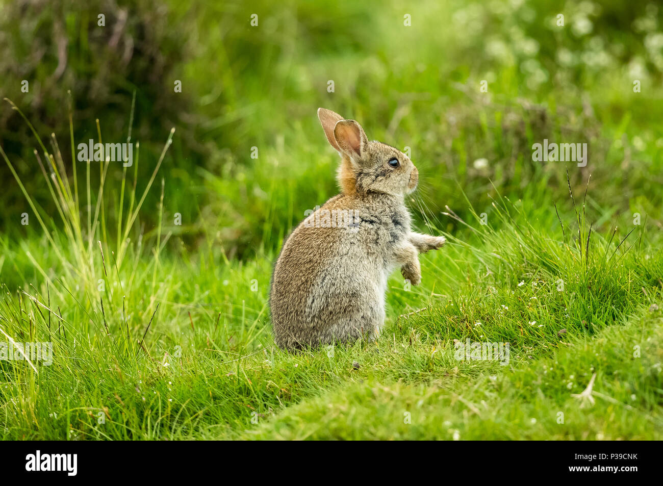 Kaninchen, Einheimische Europäische Wild Kaninchen. Eine junge Kaninchen in natürlichen Lebensraum mit grünem Gras Hintergrund. Nach rechts. Horizontale Stockfoto
