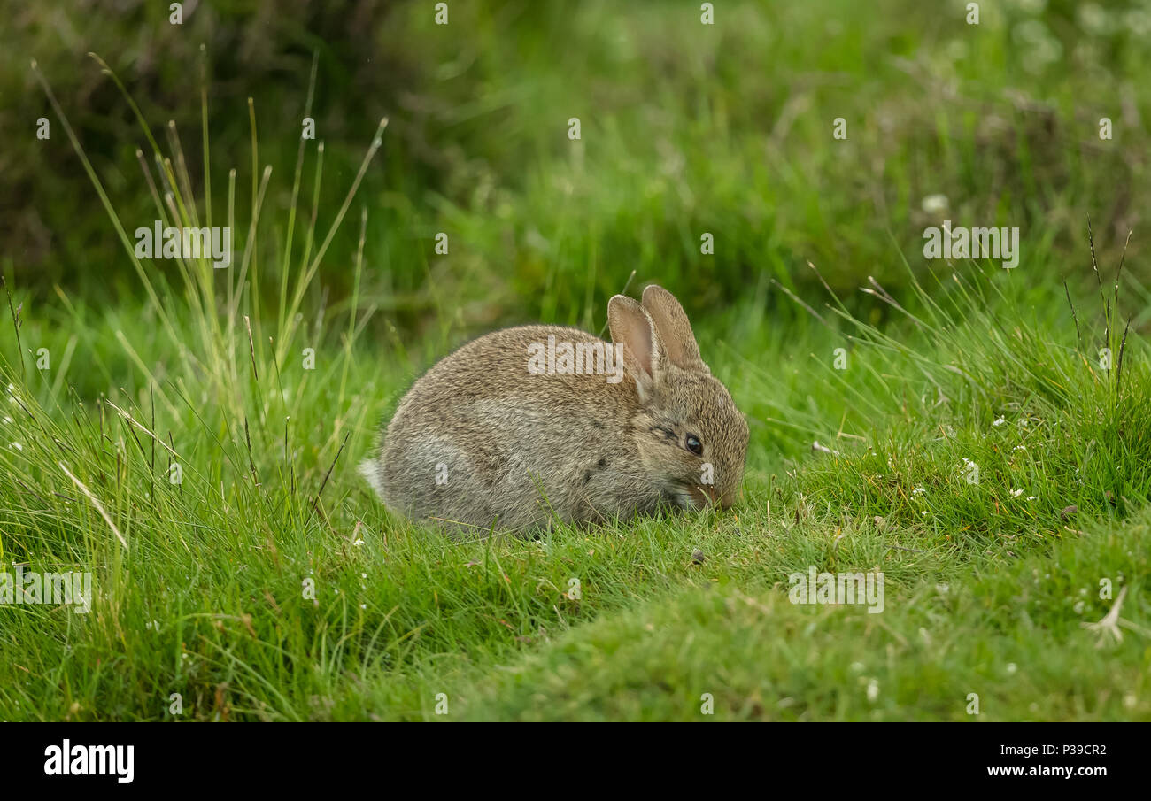 Kaninchen, Einheimische Europäische Wild Kaninchen. Eine junge Kaninchen in natürlichen Lebensraum mit grünem Gras Hintergrund. Nach rechts. Horizontale Stockfoto