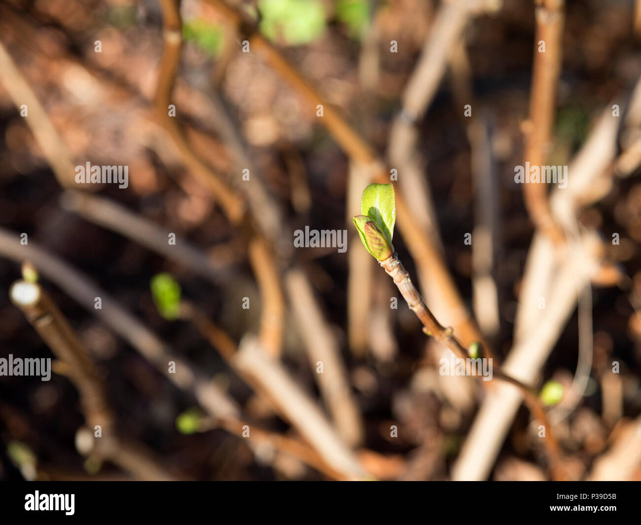 Grünen zarten Eintragfäden auf Ästen Hintergrund im Frühling Stockfoto