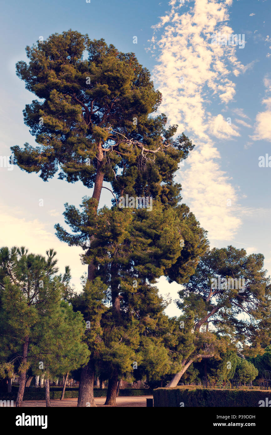 Pine Walk mit einem riesigen Kiefer in Retiro Park. Madrid. Spanien. Pinus halepensis Stockfoto