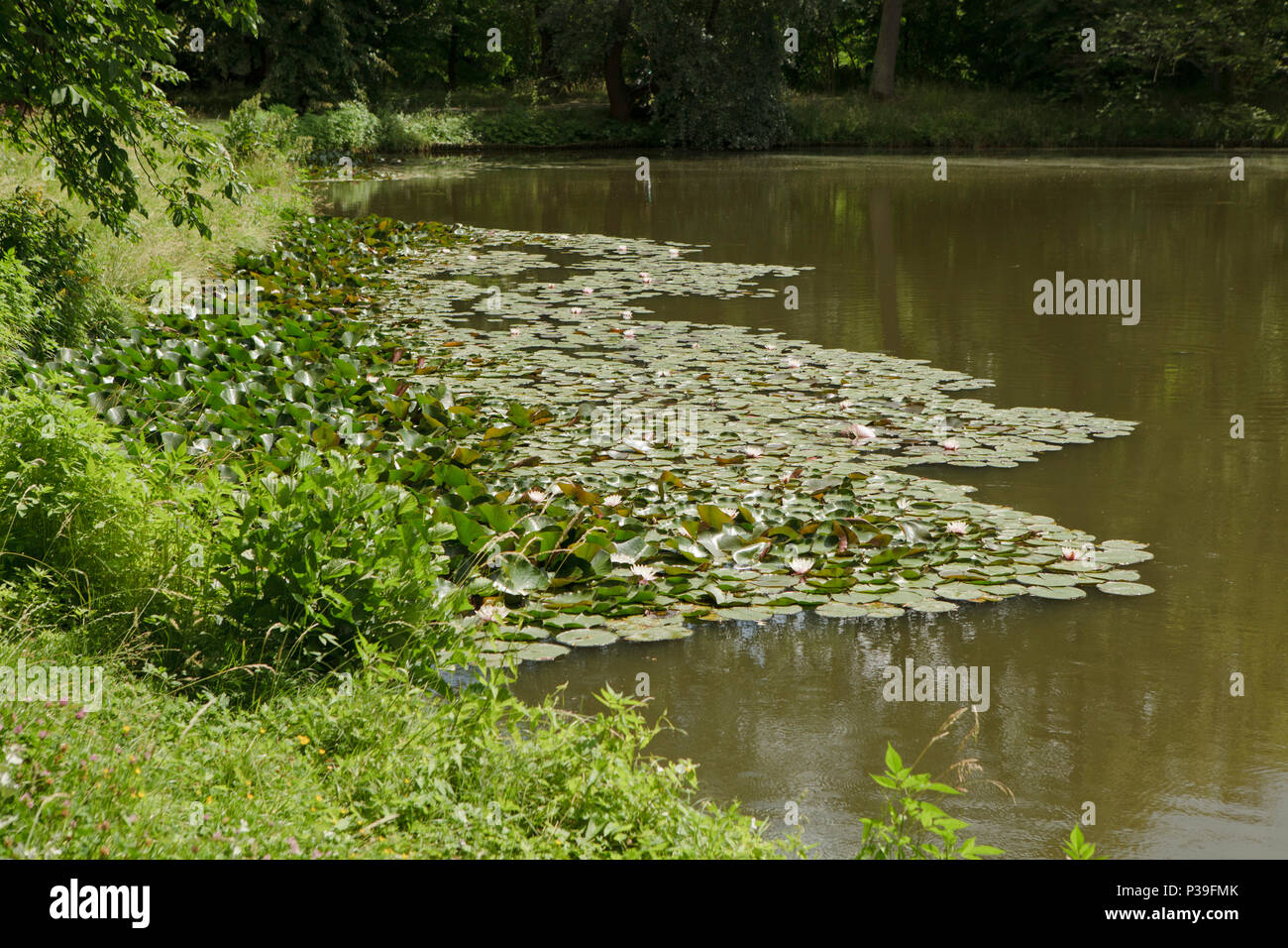 Blumenwiese und teich Fotos und Bildmaterial in hoher Auflösung Alamy