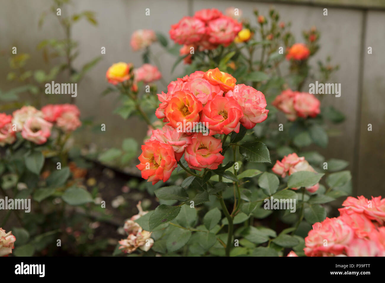 orange rose Stockfoto