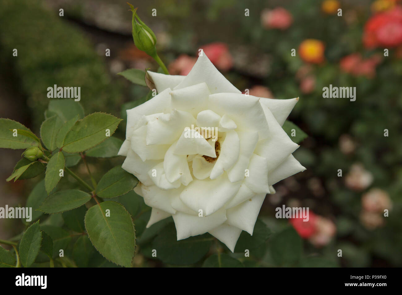 schöne weiße rose Stockfoto