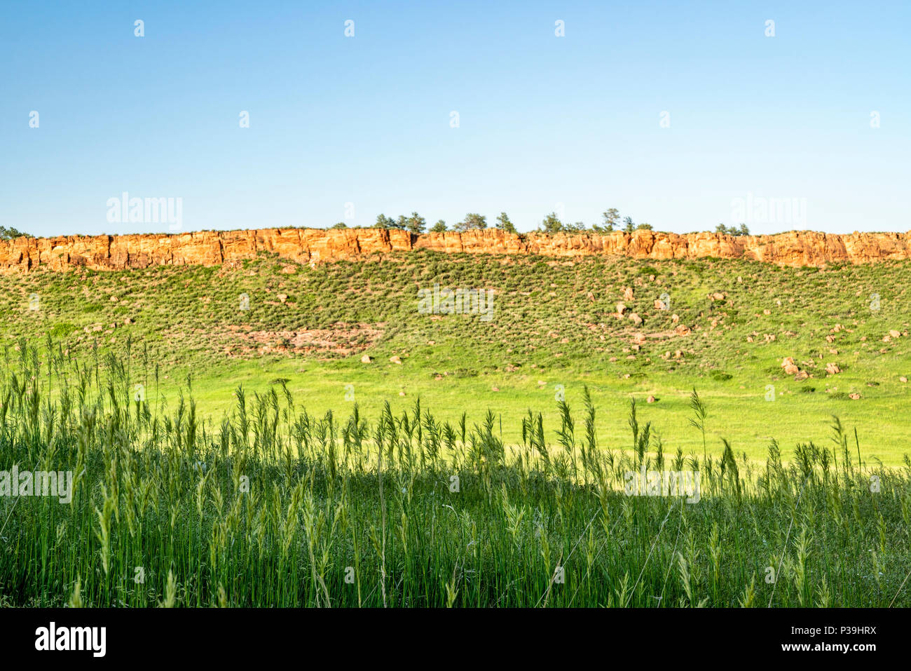 Hohes Gras in Colorado Ausläufer - späten Frühjahr oder Frühsommer in Lory State Park Stockfoto